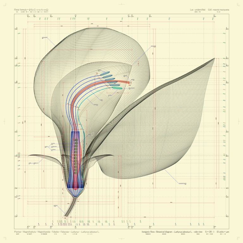 Illustration for article titled Intricate, Ultra-Accurate Blueprints of Botanical Life